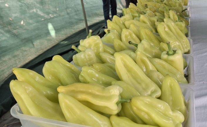 En iyi Kale Biberi yetiştiricileri ödüllendirildi