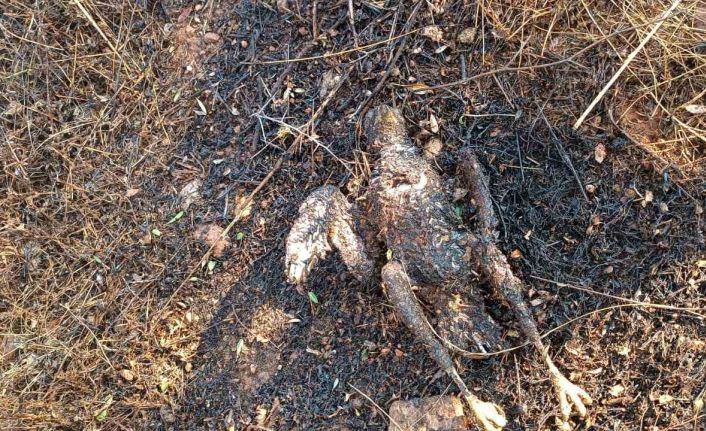 Enerji nakil hattına çarpan kuş yangına neden oldu