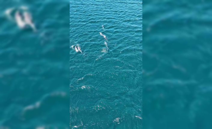 Erdek Körfezi’nde yunus sürprizi, Bandırma Limanı’nda lüfer şöleni