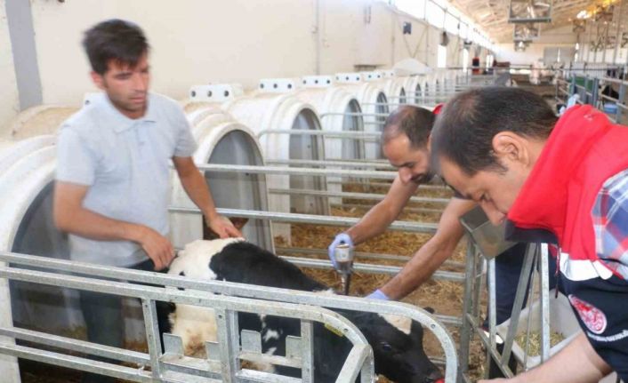 Erzincan il genelinde tüm hayvanlar şap hastalığına karşı aşılanıyor