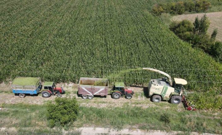Erzincan Ovası’nda silajlık mısır hasadı başladı! Son yıllarda çiftçilerin gözdesi oldu