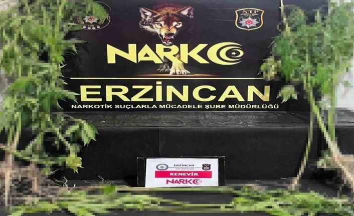 Erzincan’da 15 kök kenevir bitkisi ele geçirildi