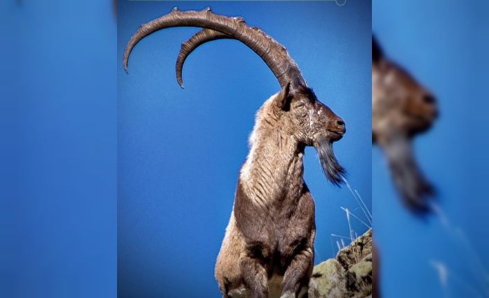 Erzincan’da av turizmi kapsamında 11 yaban keçisi kotası