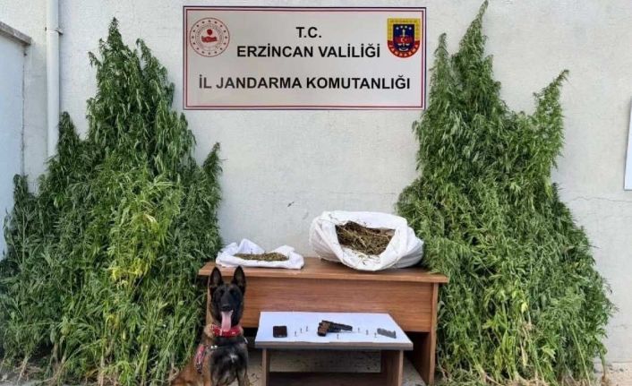 Erzincan’da jandarmadan kenevir operasyonu