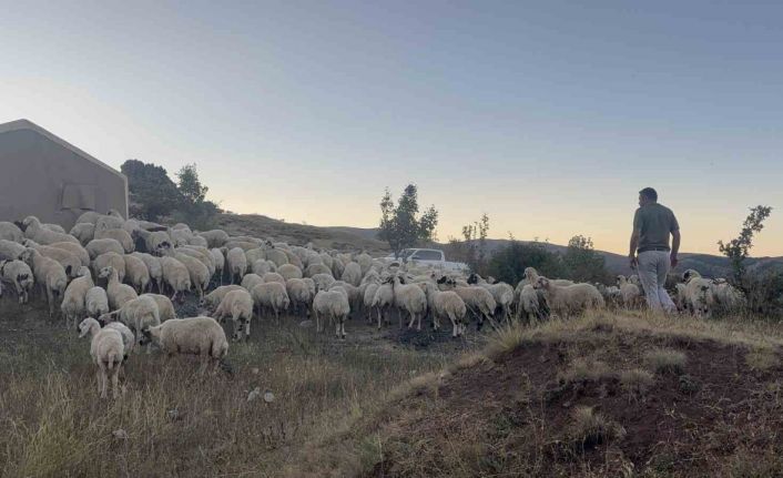 Erzincan’da koyun sürüsü ayı ve kurtların saldırısına uğradı