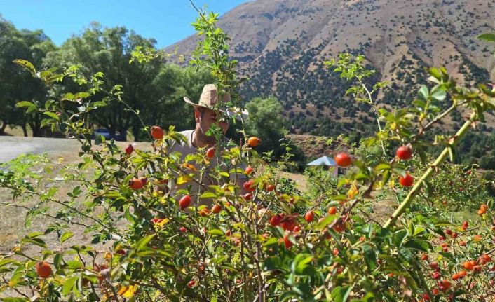 Erzincan’da kuşburnu, zorlu arazilerde toplanmaya başlandı