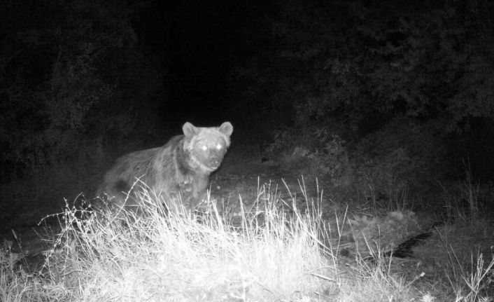 Erzincan’da yaban hayatı fotokapanla görüntüleniyor