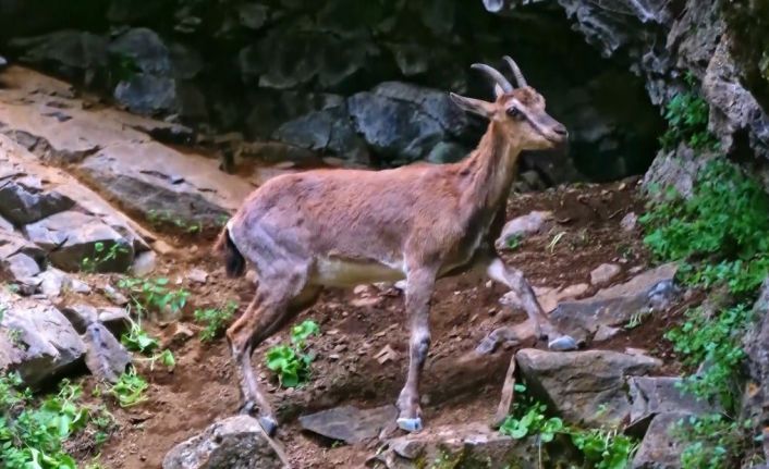 Erzincan’da yaban keçileri havadan görüntülendi