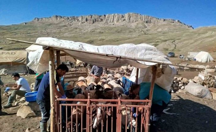 Erzincan’da yayladaki hayvanlara şap aşısı vuruldu