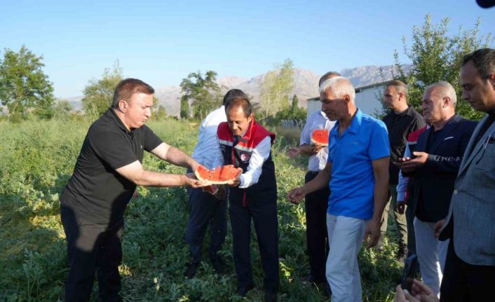 Erzincan’ın bereketli topraklarında üretilen karpuzun hasadı başladı