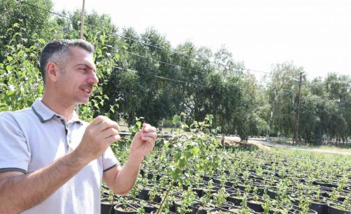 Erzurum Orman Bölge Müdürü Karakurt: "Bölgede yıl sonuna kadar 908 bin fidan toprakla buluşturulacak"