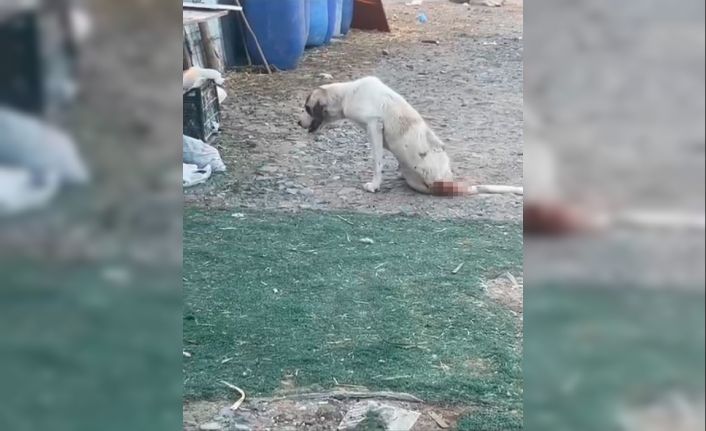Esenyurt’ta çoban köpeklerine silahlı saldırı