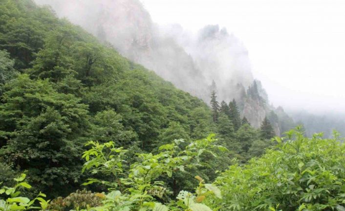 Eşini öldürdükten sonra ormanlık alana kaçan cinayeti zanlısını arama çalışmaları sürüyor