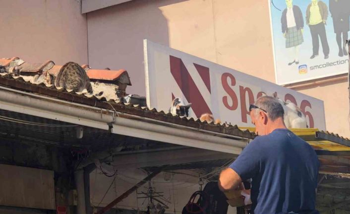 Eskişehir’de esnaf hergün çatıya tırmanıp kedileri besliyor
