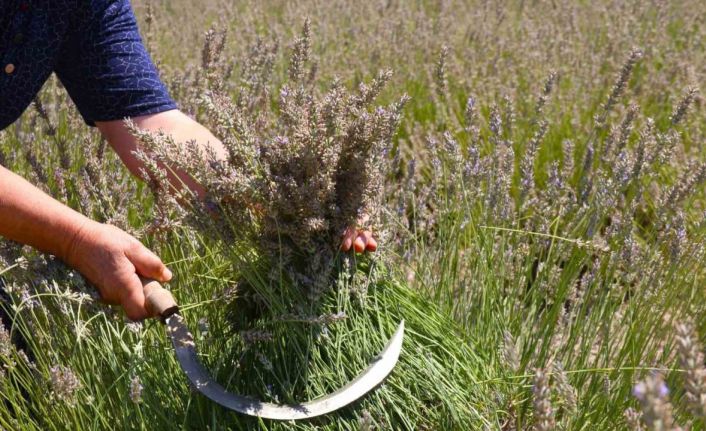 Eskişehir’de ilginç lavanta hasadı