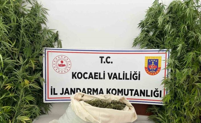 Evini uyuşturucu serasına çevirdi