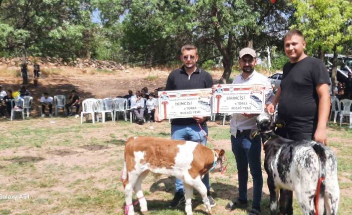Festivalde en güzel kuzu ve buzağı seçildi