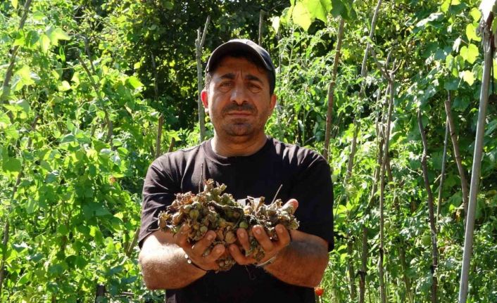 Fındığının çalındığını sandı, kamerada domuz çıktı