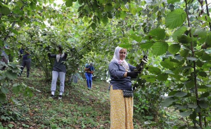 ‘Fındık Dalda, Aklın İşçide Kalmasın’ projesi, işçi ve üreticileri memnun ediyor