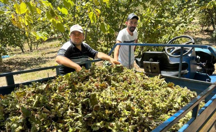 Fındık hasadı başladı, tırpan ücretleri rekor kırdı