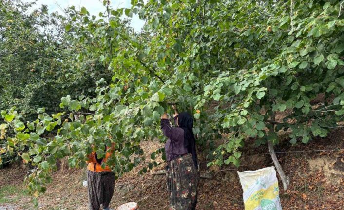 Fındık üreticileri hasat yapmaya başladı