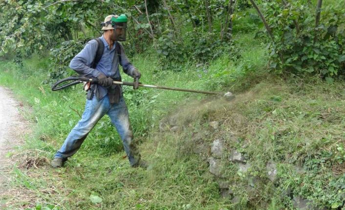 Fındıkta hasat öncesi en zor iş: Yevmiyesi 6 bin lira