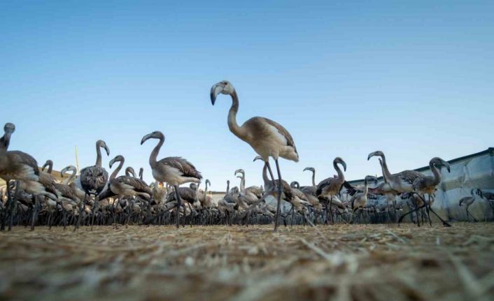 Flamingolar Gediz Deltasına hayat veriyor