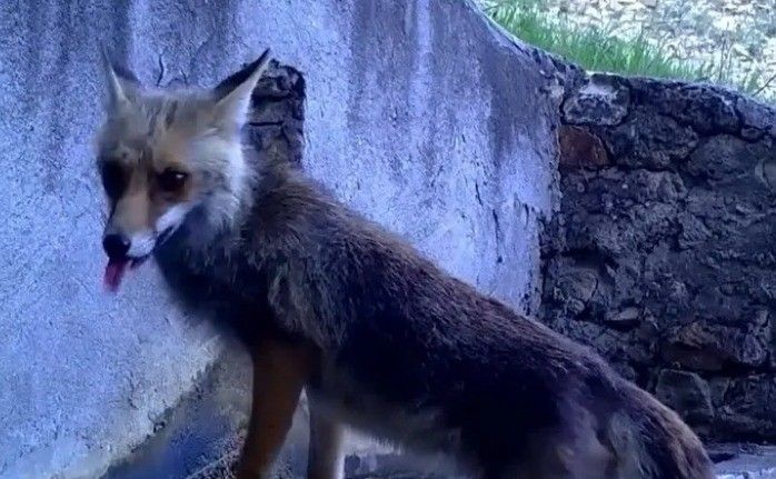 Fotokapana yakalanan sincap ve tilki görenleri gülümsetti