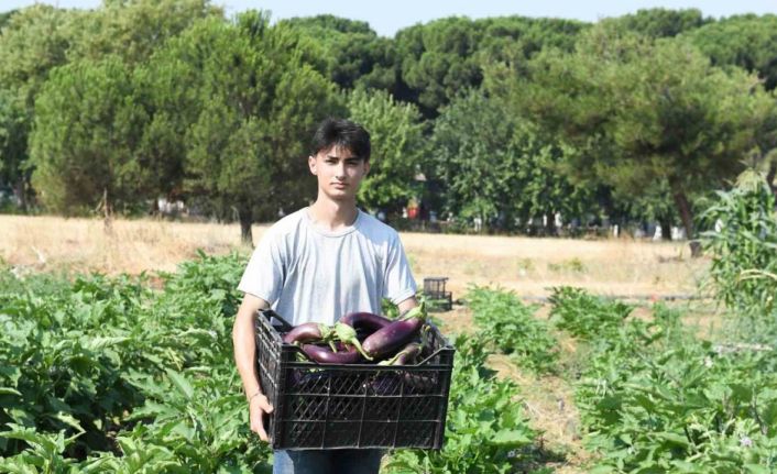 Gazi Tarım’da hasat zamanı