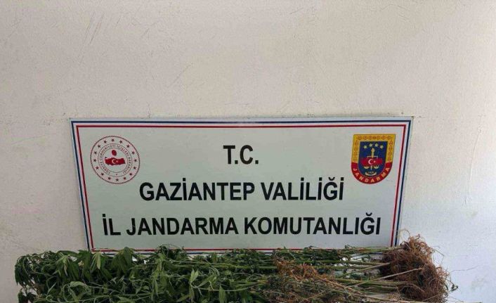 Gaziantep’te 428 kök kenevir ele geçirildi: 5 şahıs tutuklandı