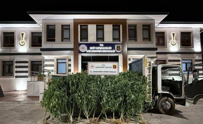 Gaziantep’te 825 kök kenevir ele geçirildi: 2 şahıs tutuklandı