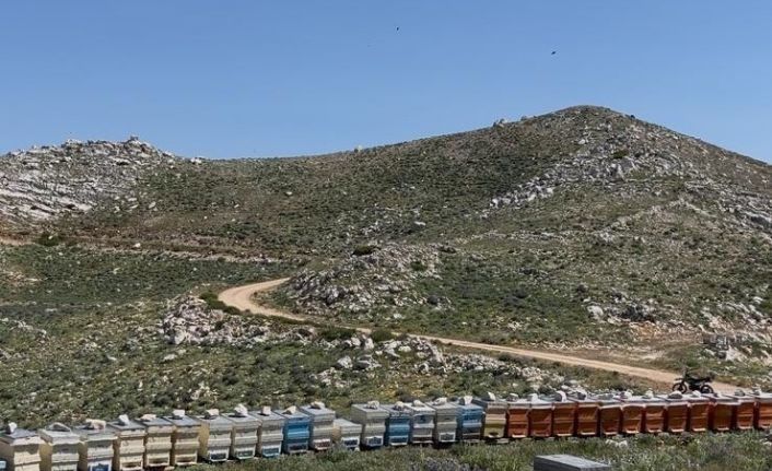 Gazipaşa’da 36 arı kovanı çalındı