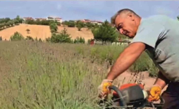Gediz’de lavanta hasadı başladı