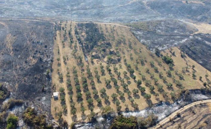 Gelibolu’da yaşayan çiftçi zeytinliğinin altını sürdüğü için yangından etkilenmedi