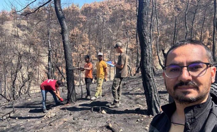 Geyve’nin yanan ormanları yeniden yeşeriyor