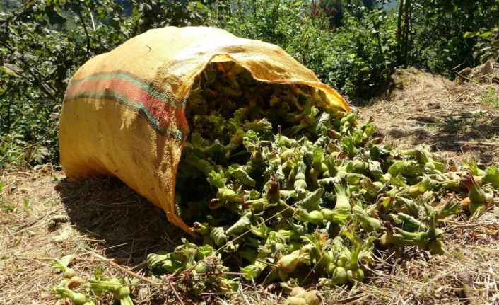 Giresun’da fındık hasadı başladı