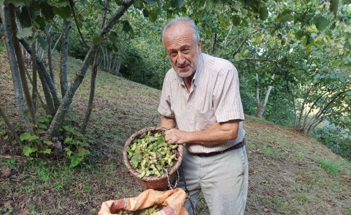 Giresunlu fındık üreticisinin umudu serbest piyasa