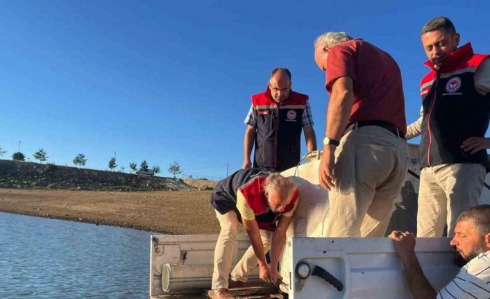 Gökçedere Göleti’ne 150 bin sazan yavrusu bırakıldı