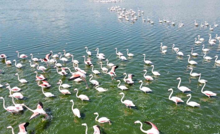 Gölde görüntülenen flamingolar görsel şölen oluşturdu
