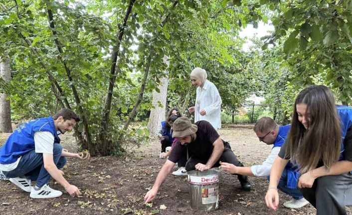 Gönüllü gençler fındık hasadı yaptı
