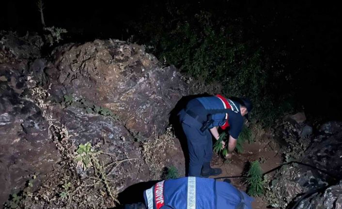 Gördes’te 167 kök Hint keneviri ele geçirildi