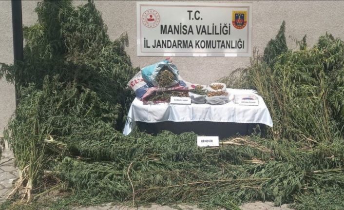 Gördes’te jandarmadan kenevir operasyonu