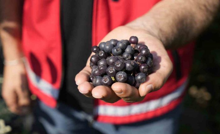 Gümüşhane’de ‘süper meyve’ aronya yüksek verime ulaştı