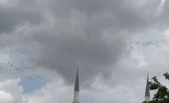 Güneye göç eden yüzlerce leylek İstanbul semalarında