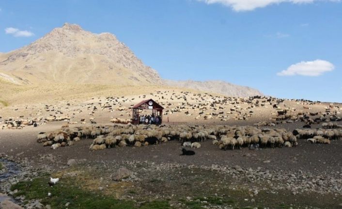 Hakkari’de Şap hastalığı karantinası sona erdi