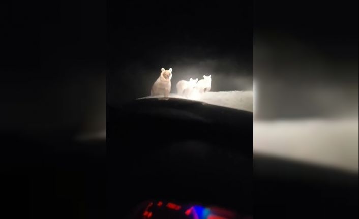 Hakkâri’de ayı ailesi görüntülendi