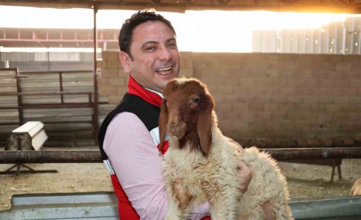 Haliliye’de hayvancılığın geliştirilmesi çalışmaları sürüyor