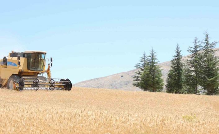 Halk Ekmek için buğday hasadı başladı
