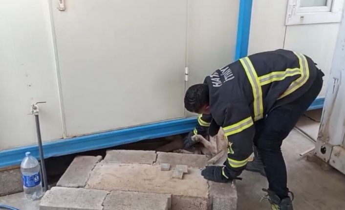 Hatay’da konteynerin altına sıkışan köpek kurtarıldı