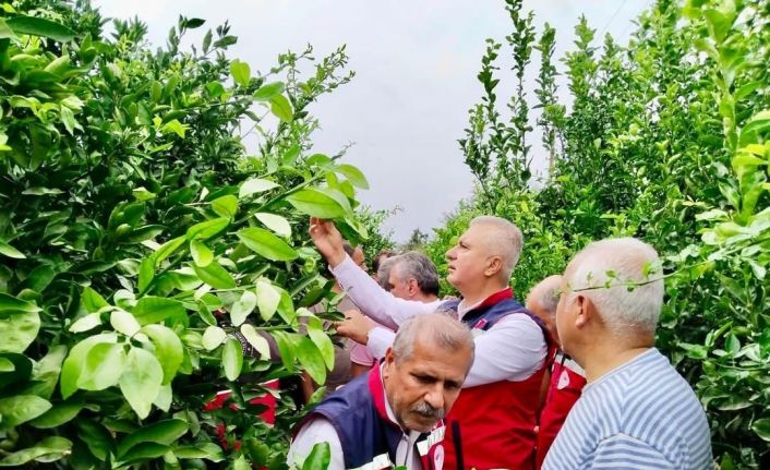 Hatay’da narenciye bahçeleri zararlı organizmalara karşı incelendi